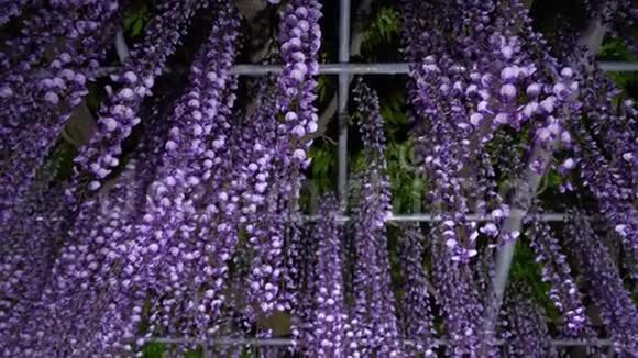 日本紫藤花在春天视频的预览图