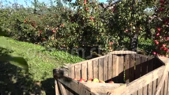 装有苹果的木箱和工人在农场收获水果4K视频的预览图