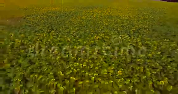 夏季向日葵的空中活动视频的预览图
