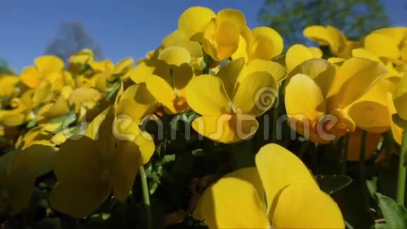 黄色的堇花有着紫罗兰和蓝天的背景视频的预览图
