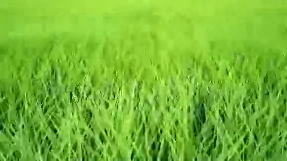 快速低空飞越草地自由度环路视频的预览图