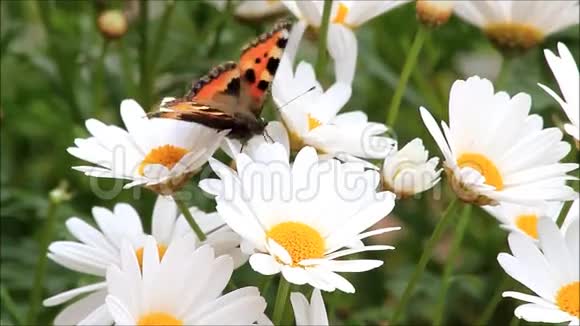 玛格丽特花上的蝴蝶小龟壳视频的预览图
