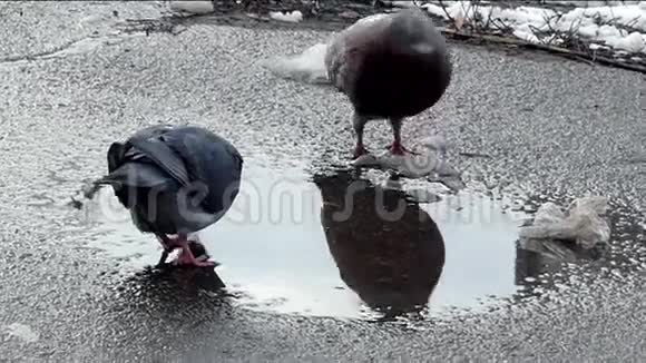 鸽子从水坑里喝水冬天的行动视频的预览图