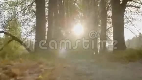 阳光透过森林树木照射从下面的摄像头照相机慢慢地在路上移动视频的预览图