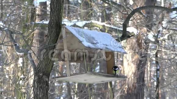 山雀飞进给鸟的喂食器在冬天吃谷物视频的预览图