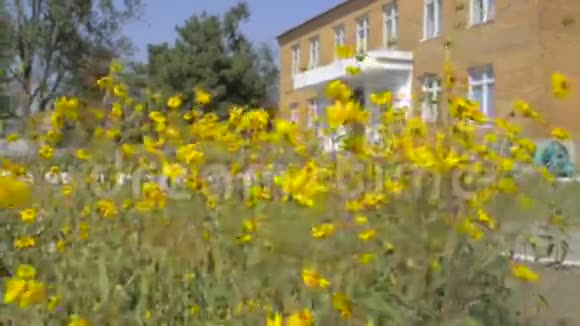 两层房子背景上的黄色花朵视频的预览图