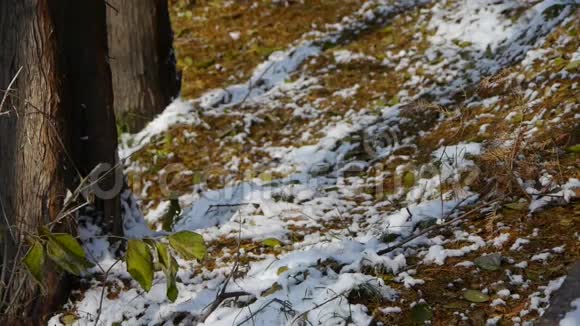 绿叶倚树干在雪地里森林冬天视频的预览图