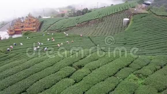 台湾阿里山地区采集乌龙茶叶种植园鸟瞰图视频的预览图