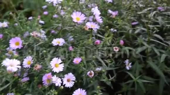 紫菀多年生植物花坛上的紫花视频的预览图