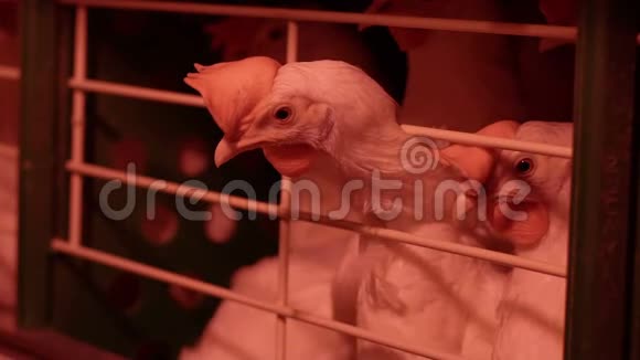 家禽养殖场鸡坐在笼子里吃混合饲料视频的预览图
