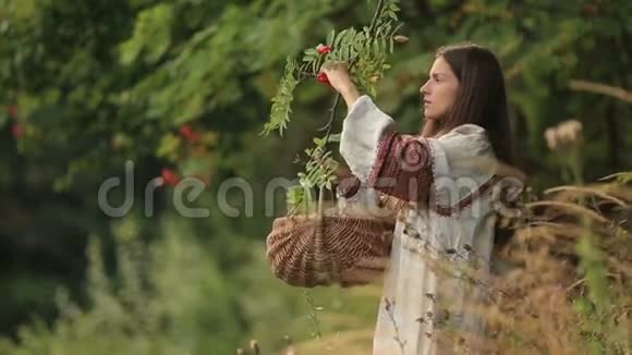美丽的年轻女子穿着传统的乌克兰服装在森林里采摘桂皮玫瑰浆果视频的预览图