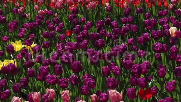 粉红色和紫色郁金香盛开的领域视频的预览图