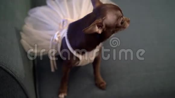 穿婚纱的棕色小狗视频的预览图