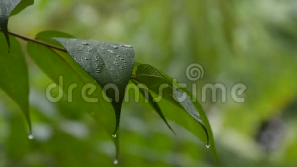 雨天雨滴落在树叶上视频的预览图