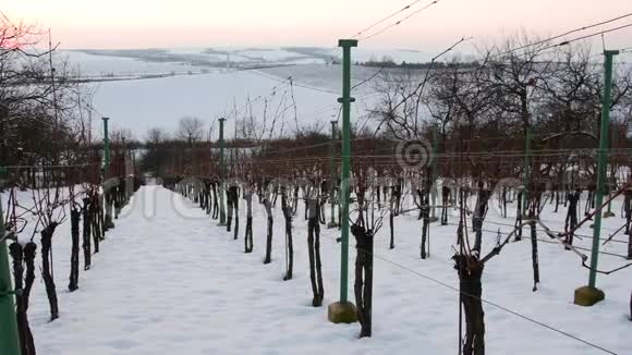 一排排的葡萄园在冬天覆盖着白雪日落时的葡萄园视频的预览图