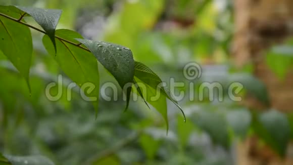 雨天雨滴落在树叶上视频的预览图