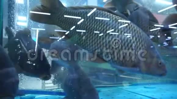 在商店水族馆的玻璃后面活的大鱼慢动作视频的预览图
