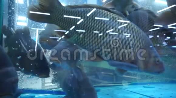在商店水族馆的玻璃后面活的大鱼慢动作视频的预览图
