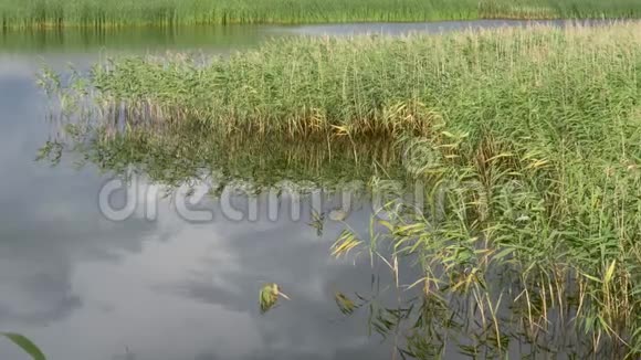 钓竿池上的完美地点视频的预览图