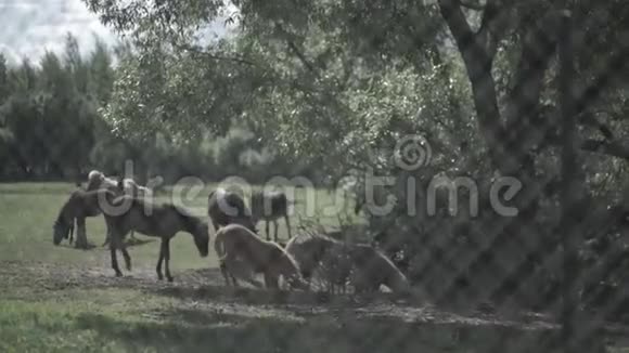 牛栏里的牛马在畜栏里吃草牧马是牧场视频的预览图