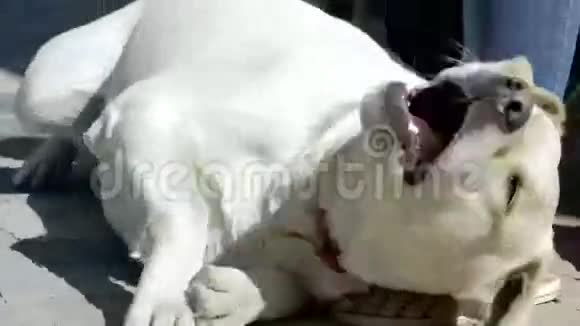 拉布拉多猎犬在撒谎视频的预览图