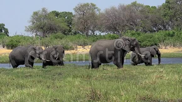 非洲象非洲象科瓦伊河莫雷米保护区博茨瓦纳奥卡万戈三角洲的团体视频的预览图