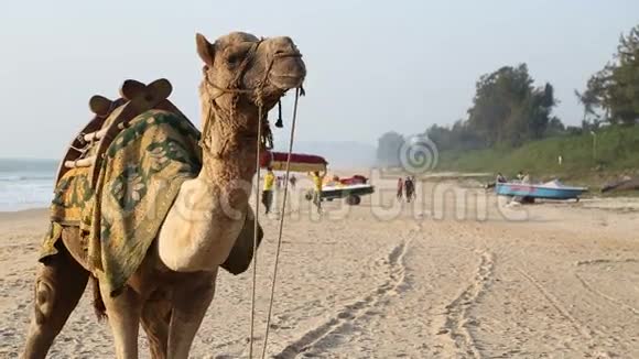 古阿沙滩骆驼肖像视频的预览图