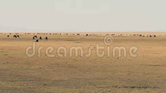 迁徙前马塞马拉草原的王尔德贝斯特放牧视频的预览图
