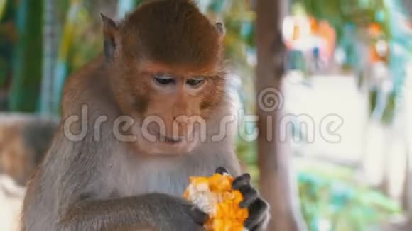 猴子在丛林里吃玉米泰国视频的预览图