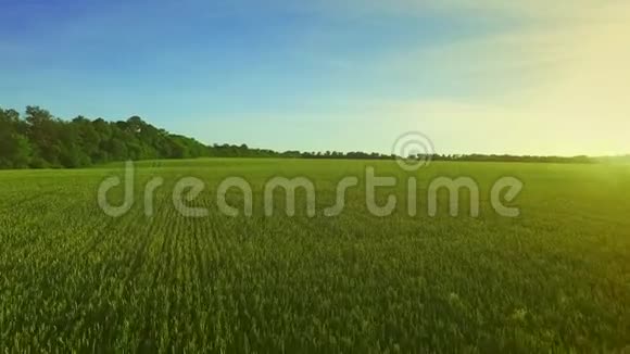 夏日青稞田麦田的绿色实地空中视频的预览图
