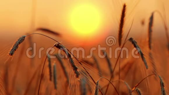 黎明时的小麦视频的预览图