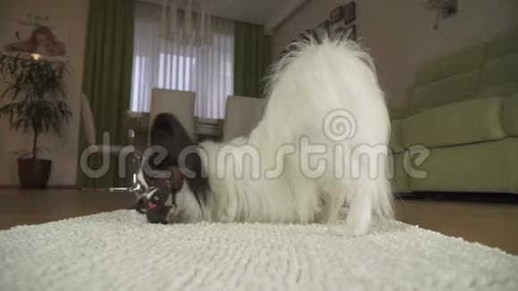 狗狗帕皮龙正在客厅的地毯上玩一个软玩具股票录像视频的预览图
