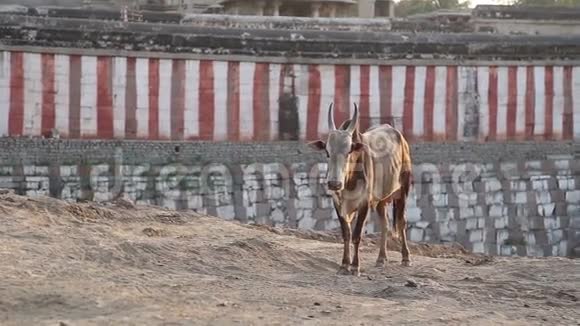 牛站在印度的汉比村以寺庙闻名视频的预览图