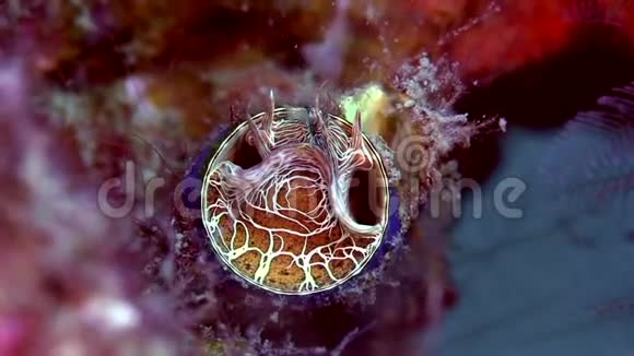 苏鲁海Dumaguete珊瑚虫中以黏液为食浮游生物的大型虫壳视频的预览图