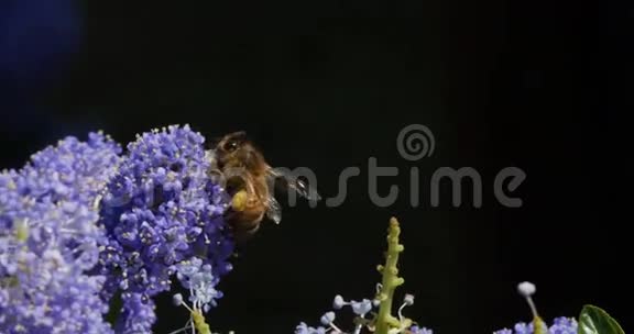 蜜蜜蜂蜜蜂成人飞行带着花粉篮飞向鲜花诺曼底视频的预览图