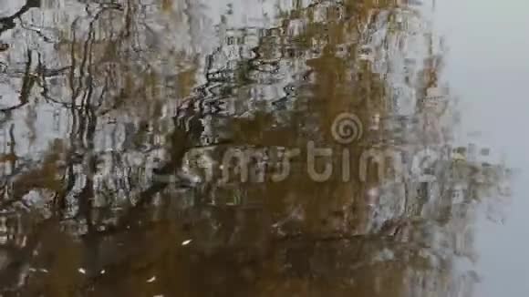 秋天树在水中的倒影视频的预览图