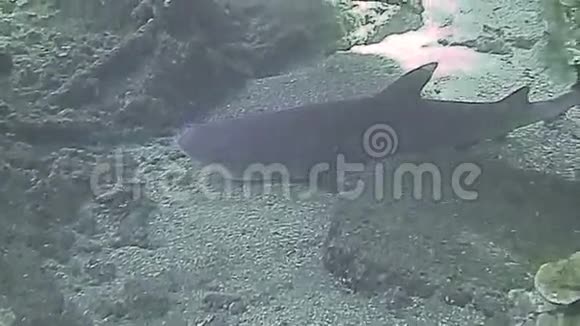 白鳍鲨栖息在海床上视频的预览图