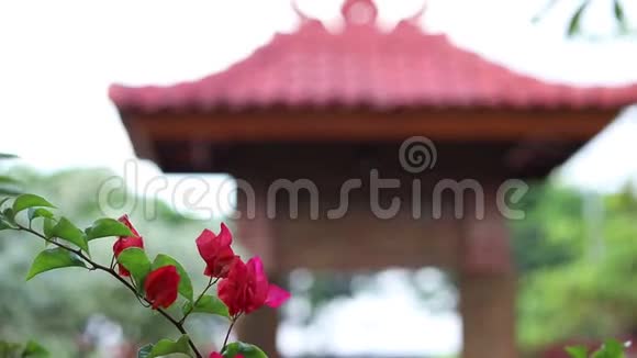 亚洲公园户外一朵鲜红的花朵印度尼西亚巴厘巴厘建筑的背景视频的预览图