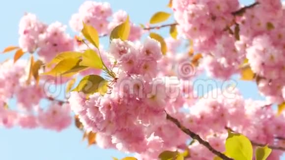 夏季或春季阳光天空背景下的樱花视频的预览图