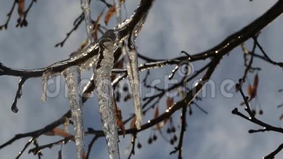 树枝上的冰柱特写视频的预览图
