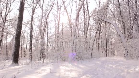 美丽的冬季景观白雪覆盖的树木视频的预览图