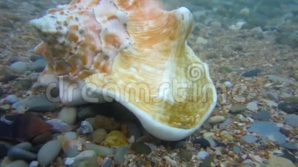 海底海螺在海水中射出视频的预览图