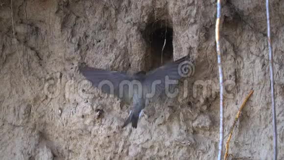 燕子鸟飞进来飞出洞穴他们给小鸡带食物在洞穴里他们有一个巢穴视频的预览图