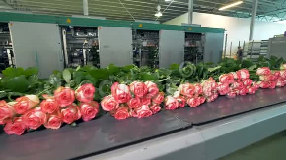 在花厂分拣玫瑰视频的预览图