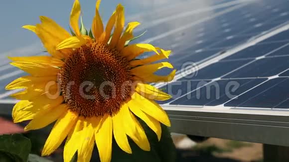 向日葵和太阳能电池板在后面视频的预览图