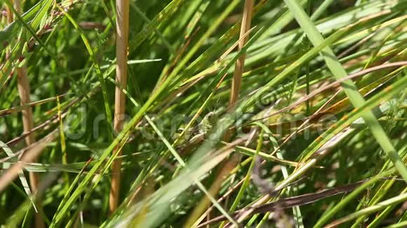 蚱蜢爬在草叶上视频的预览图