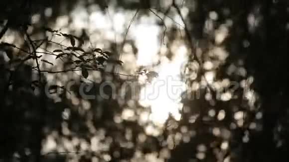 公园中的阳光落叶林阳光下的夏季自然景观背景视频的预览图