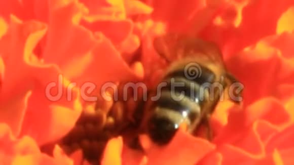 蜜蜂在万寿菊的花朵上采集花蜜视频的预览图