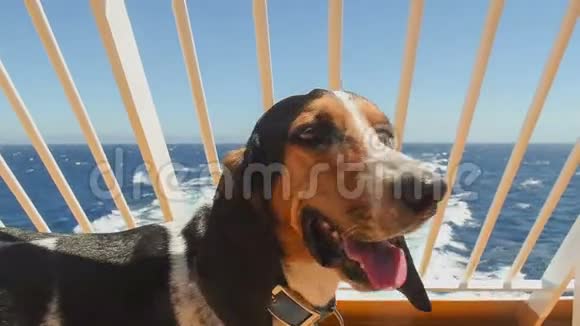 暑假在船上的狗画像视频的预览图