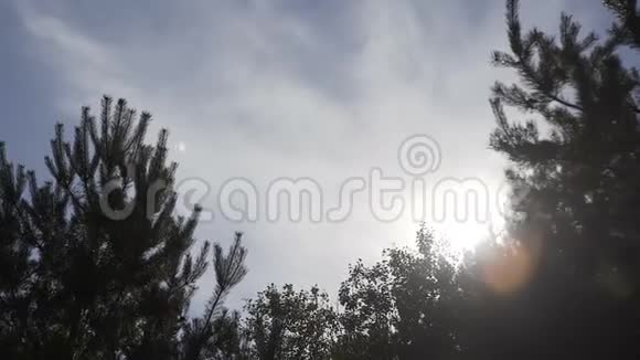 视频1080p阳光明媚的午后树冠视频的预览图